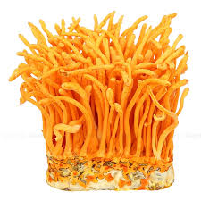 Nấm đông trùng hạ thảo